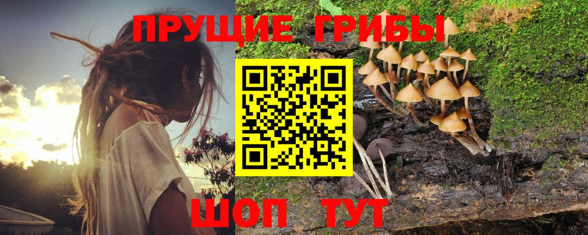 купить наркотики цена  Вход с VPN  Северобайкальск  Псилоцибиновые грибы Psilocybe 